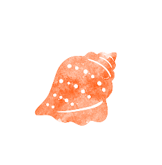 coquillage